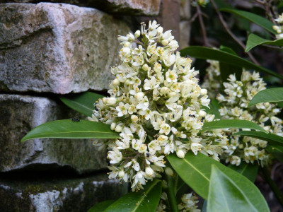 2017-04-27 Skimmia confusa 'Kew Green'.jpg
