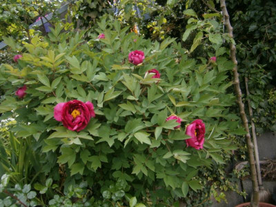 rosmarin und päonie 005.JPG