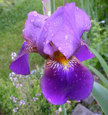 Unbekannte_Iris_3.jpg
