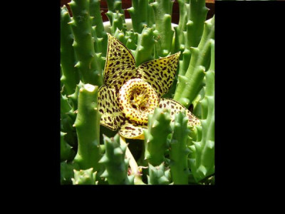 stapelien_1.jpg