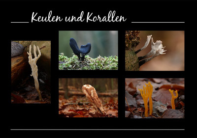 korallencollage.jpg