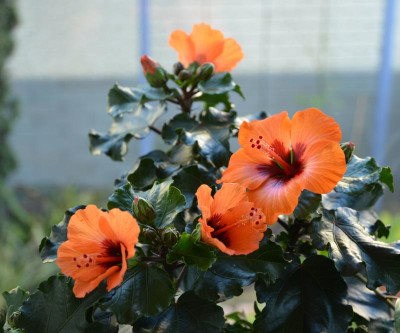 HibisQs-Petite.17-1.jpg