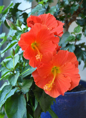 Hibiskus-hellrot.17-1.jpg