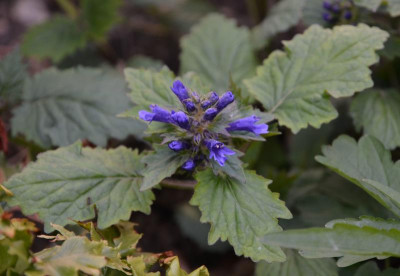 Ajuga_incisa-BlueEnigma.17-1.jpg