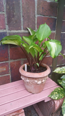 2017-04-29 Hosta Raspberry Sundae.jpg
