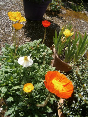 Blüten April 17 007.JPG