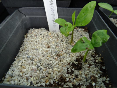 Magnolia macrophylla ashei Germination April 2017.JPG