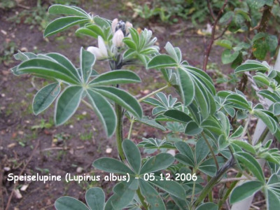 2006-12-05_lupinus_albus.jpg