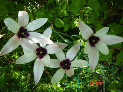 T. clusiana 002.JPG