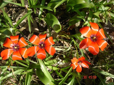 T. clusiana 005.JPG