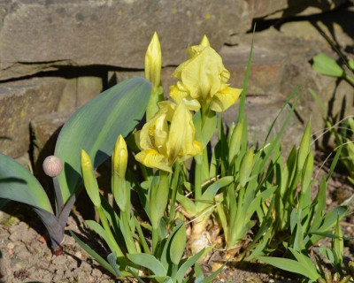 Iris_reichenbachii-17-1.JPG