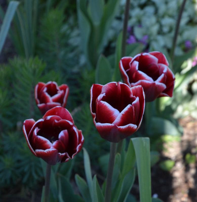 Tulipa-Slawa.17-1.jpg