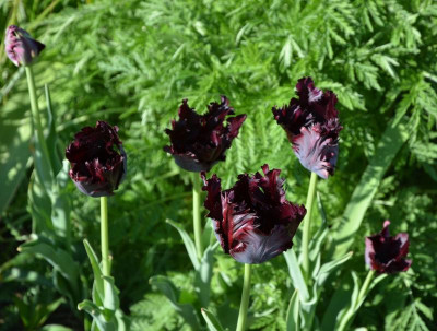 Tulipa-BlackParrot.17-1.jpg