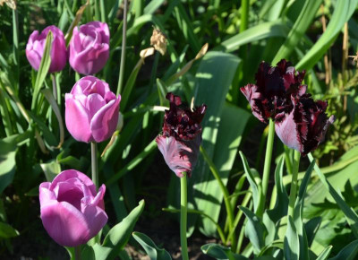 Tulpen-Kombi.17-5.jpg