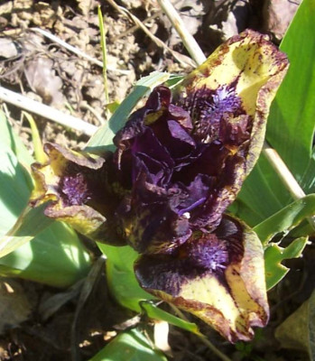 100_6925 SDB Plicata.jpg
