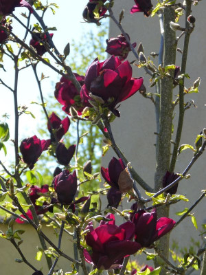 2017-04-30 Magnolia 'Genie'.jpg