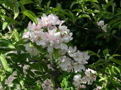 malus_pomzai_2017-04-30_379.jpg