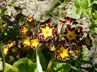 2017-04-30 Primula Barnhaven.jpg