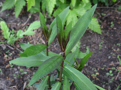 P paniculata (Spruyt).JPG