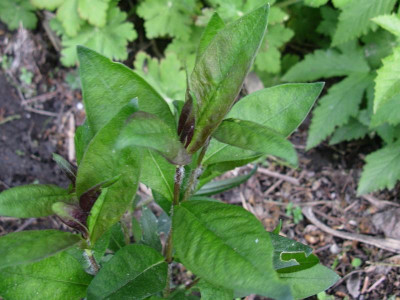 P paniculata (Sarastro).JPG