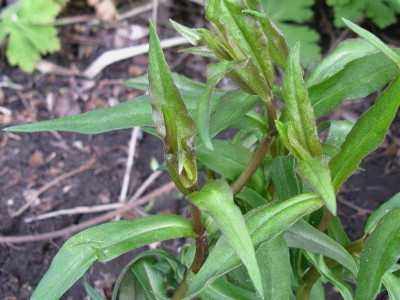 P paniculata Lila (Bengtson).JPG