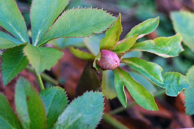 purpurascens.jpg