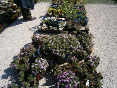 BlüBa Gartentage 17 053.JPG