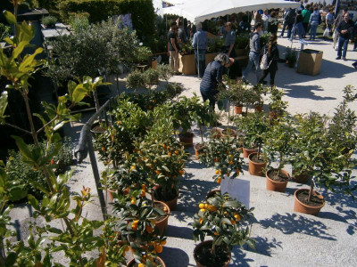 BlüBa Gartentage 17 043.JPG