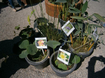BlüBa Gartentage 17 004.JPG