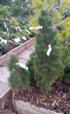 Pinus nigra Richard_1.jpg