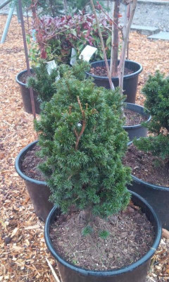 Taxus baccata Vader Simon_1.jpg