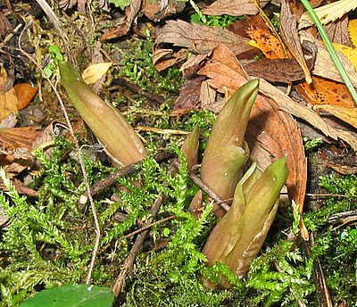 Helleborus_thibetanus_Dezember_2006.jpg