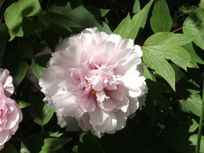 DSCF3757.JPG