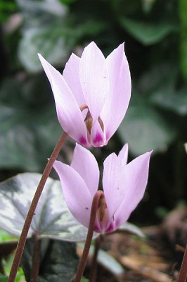 Cyclamen_ciliatum_Dezember_2006.jpg