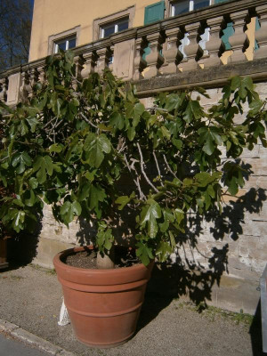 BlüBa Gartentage 17 063.JPG