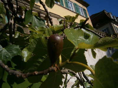BlüBa Gartentage 17 064.JPG