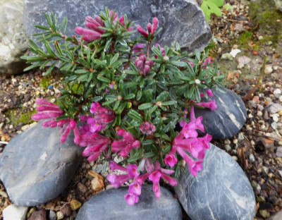 Daphne petraea `Persebee' ...   1.5.17 004.jpg
