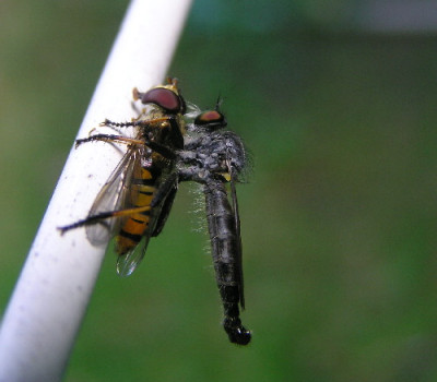 Raubfliege-5a.jpg