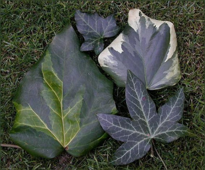 3_Hedera.jpg
