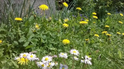 Wiese2017-04-30.jpg