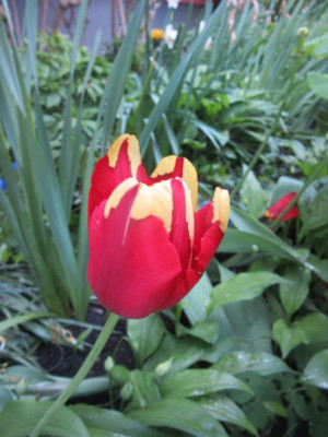 IMG_1505.JPG