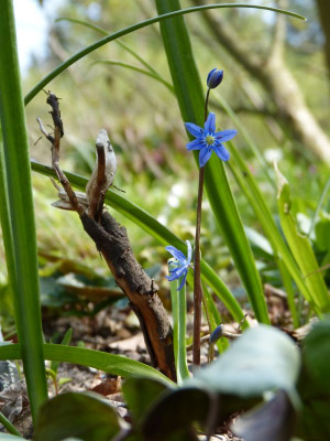 2017-05-01 Scilla amoena 2.jpg