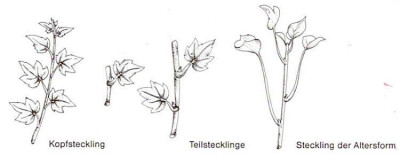 Efeusteckling.jpg