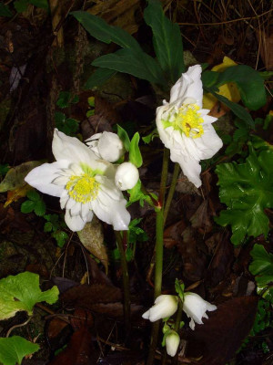 Helleborus_niger_06-01.jpg