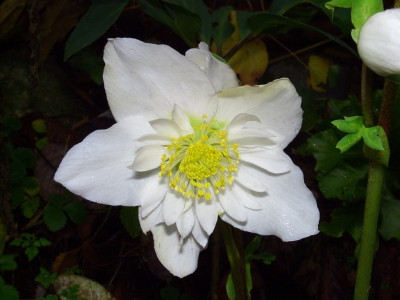 Helleborus_niger_06-02.jpg