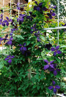Clematis_vit.Polish_Spirit.jpg