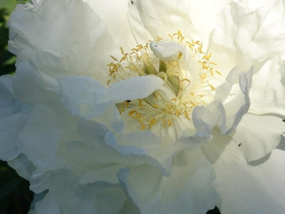 17. Mai 2009-Fuji nomine 011.jpg