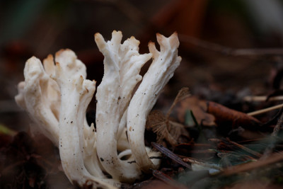 Dezember-Pilze.jpg