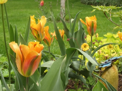 TulipaViridifloraGoldenArtistZoom.jpg