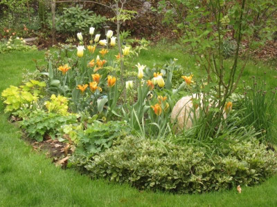 TulipaViridifloraGoldenArtist.jpg